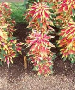 Alternative view of 150 TRICOLOR AMARANTHUS PERFECTA Summer Poinsettia Amaranth Flower Seeds *CombSH