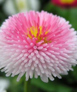 Alternative view of 100 PINK ENGLISH DAISY Bellis Perennis Tasso Pink Double Flower Seeds