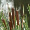 50 CATTAILS Cat Tails Typha Latifolia Water Pond Grass Flower Seeds Combined Ship