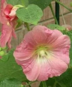 Alternative view of 50 Mixed Colors HOLLYHOCK COUNTRY ROMANCE Mix Alcea Rosea Flower Seeds