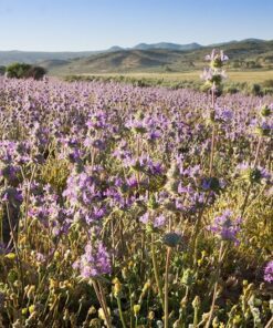 Alternative view of 1000 CHIA SAGE / SALVIA Salvia Hispanica Flower Seeds