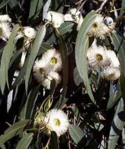 Alternative view of 25 TASMANIAN Blue Gum TREE / EUCALYPTUS Globulus Flower Seeds Flat