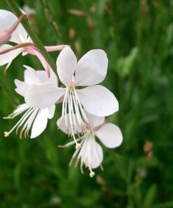 Alternative view of 100 White GAURA WHIRLING BUTTERFLIES Gaura Lindheimeri Flower Seeds