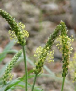 Alternative view of 1000 CHINESE PLANTAIN Plantago Asiatica Herb Flower Seeds