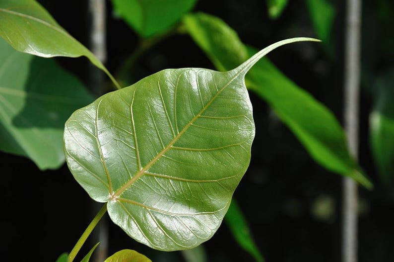 30 FICUS TREE (Bodhi Tree / Sacred Fig / Bo Tree / Pipal) Ficus Religiosa Seeds - Image 3