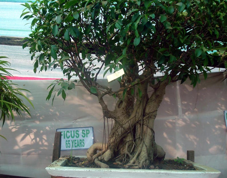 30 FICUS TREE (Bodhi Tree / Sacred Fig / Bo Tree / Pipal) Ficus Religiosa Seeds - Image 4