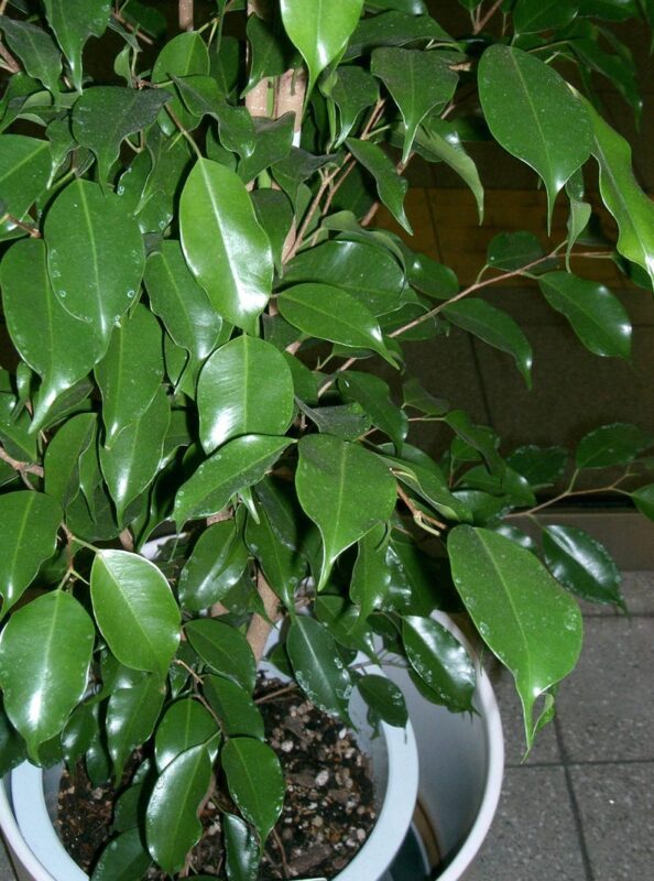 30 FICUS TREE (Bodhi Tree / Sacred Fig / Bo Tree / Pipal) Ficus Religiosa Seeds - Image 2