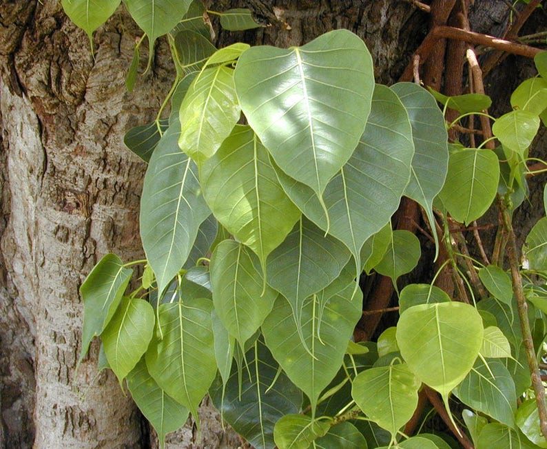 30 FICUS TREE (Bodhi Tree / Sacred Fig / Bo Tree / Pipal) Ficus Religiosa Seeds - Image 5
