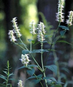 Alternative view of 500 GIANT YELLOW HYSSOP Agastache Nepetoides Herb Flower Seeds Comb S/H
