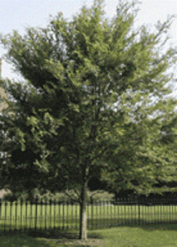 50 CHINESE ELM TREE (Lacebark) Ulmus Parvifolia Seeds - Image 4