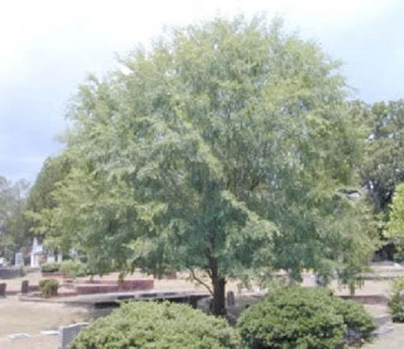 50 CHINESE ELM TREE (Lacebark) Ulmus Parvifolia Seeds - Image 5