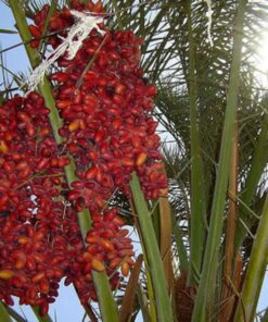 Alternative view of 10 CANARY ISLAND Date PALM Phoenix Canariensis Tree Seeds Comb S/H