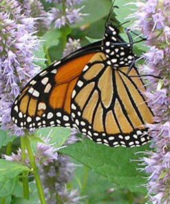 500 PURPLE ANISE HYSSOP (Licorice Mint / Blue Giant) Agastache Foeniculum Herb Flower Seeds