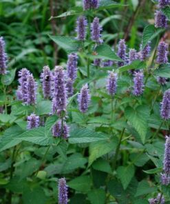 Alternative view of 500 PURPLE ANISE HYSSOP (Licorice Mint / Blue Giant) Agastache Foeniculum Herb Flower Seeds