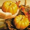 20 JACK Be LITTLE PUMPKIN Miniature Vegetable Cucurbita Pepo Seeds *Comb S/H