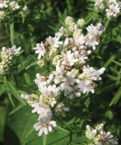 Alternative view of 400 HAIRY MOUNTAIN MINT Pycnanthemum Pilosum Herb Flower Seeds