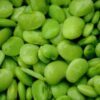 20 FORDHOOK LIMA BEAN Phaseolus Lunatus Bush Bean Vegetable Seeds