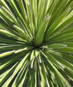 Alternative view of 100 YUCCA (Soapweed / Soapwell / Beargrass / Great Plains Yucca) Yucca Glauca Flower Seeds