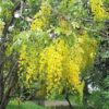 15 GOLDEN SHOWER TREE Gold Rush Yellow Cassia Fistula Flower Seeds Comb S/H