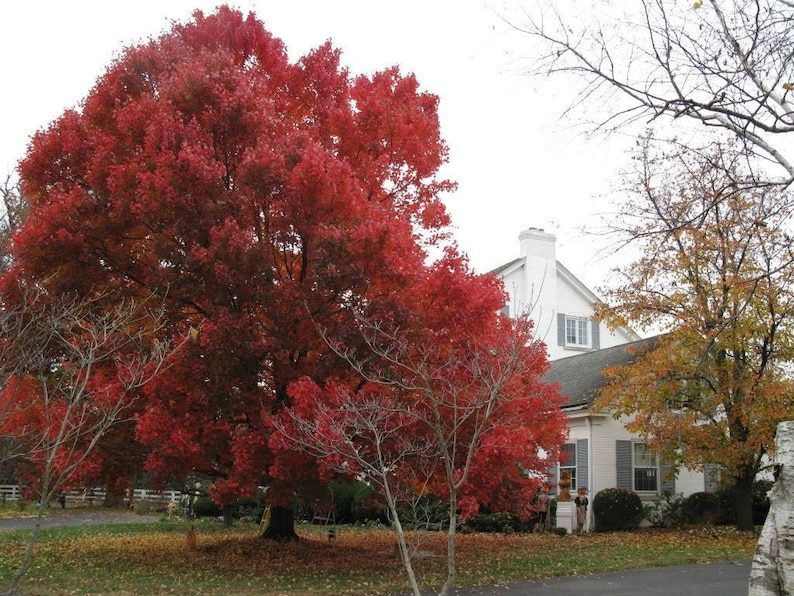 25 Scarlet CAROLINA RED MAPLE Tree Acer Rubrum Seeds - Image 4