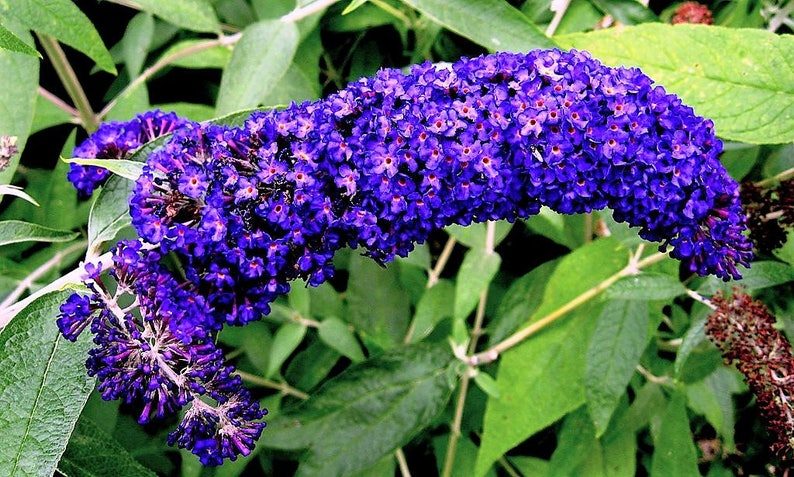 100 MIXED Colors BUTTERFLY BUSH Buddleia Davidii Flower Shrub Seeds - Image 6