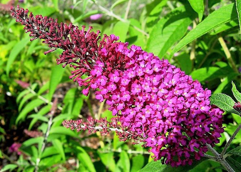 100 MIXED Colors BUTTERFLY BUSH Buddleia Davidii Flower Shrub Seeds - Image 8