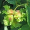 5 AMERICAN HAZELNUT TREE aka Filbert Corylus Americana Fruit Nut Seeds
