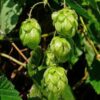 25 COMMON HOPS European Humulus Lupulus Vine Seeds Beer Making Ingredient Seeds