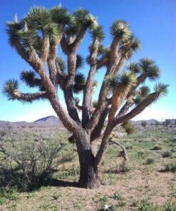 5 JOSHUA TREE Palm Tree Yucca Brevifolia White Flowers Cactus Succulent Seeds
