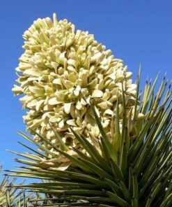 Alternative view of 5 JOSHUA TREE Palm Tree Yucca Brevifolia White Flowers Cactus Succulent Seeds