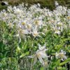 10 WHITE AVALANCHE LILY Erythronium Montanum Native Alpine Flower Seeds * Flat S/H