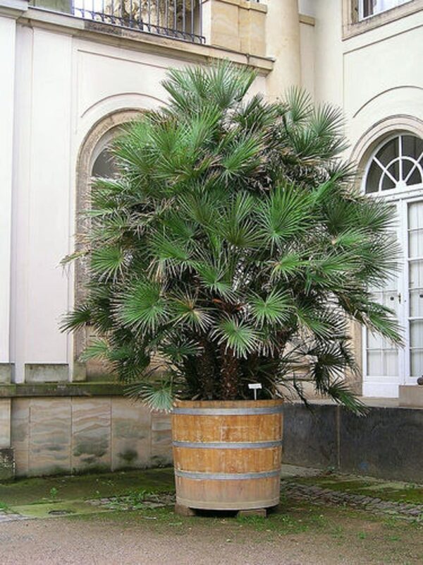 5 Mediterranean Fan Palm Seeds - European Dwarf Palm Tree - Chamaerops Humilis - Yellow Flowers