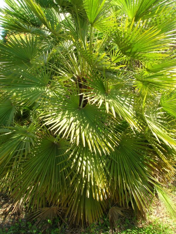 5 Mediterranean Fan Palm Seeds - European Dwarf Palm Tree - Chamaerops Humilis - Yellow Flowers - Image 9