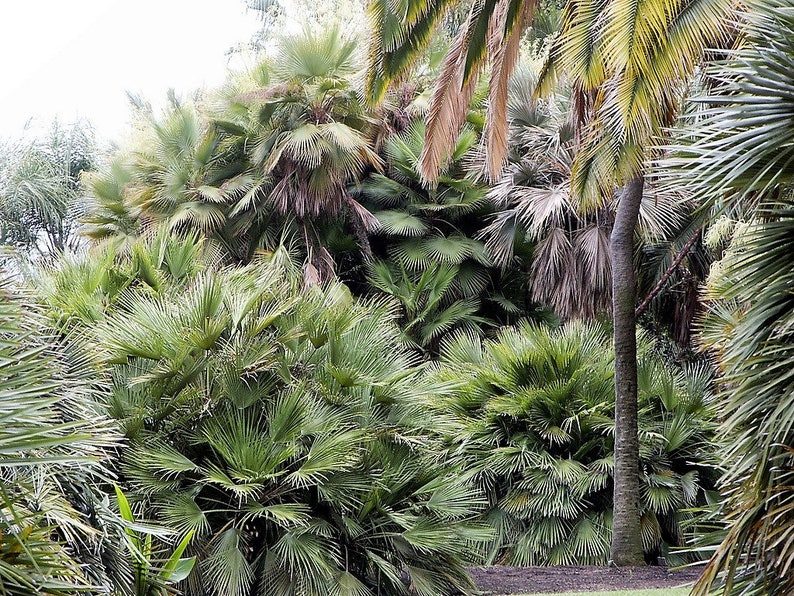 5 Mediterranean Fan Palm Seeds - European Dwarf Palm Tree - Chamaerops Humilis - Yellow Flowers - Image 10