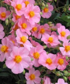 50 Mixed Colors ROCK ROSE aka SUNROSE Mix Helianthemum Mutabile Flower Seeds