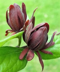 Alternative view of 10 SWEETSHRUB Carolina Allspice Fragrant Calycanthus Floridus Shrub Flower Seeds
