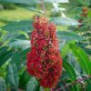 75 SMOOTH SUMAC TREE Red Berries Rhus Glabra Borealis Seeds