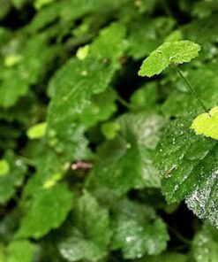 Alternative view of 100 PIGGYBACK Plant YOUTH On AGE Tolmiea Thousand Mothers Menziesii Flower Seeds