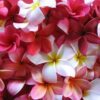 10 MIXED COLORS PLUMERIA Seeds Lei Flower Frangipani Mix Fragrant Shrub Small Tree Pink Red Yellow White Peach Two Tone Flat