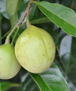 1 NUTMEG TREE Seed Myristica Fragrans Pala MACE Fruit Nut Pumpkin Pie Spice