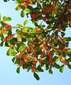 Alternative view of 1 NUTMEG TREE Seed Myristica Fragrans Pala MACE Fruit Nut Pumpkin Pie Spice