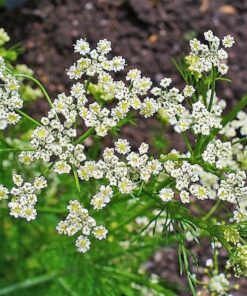 Alternative view of 400 CARAWAY Carum Carvi HERB Flower Seeds