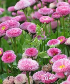 100 PINK ENGLISH DAISY Bellis Perennis Tasso Pink Double Flower Seeds