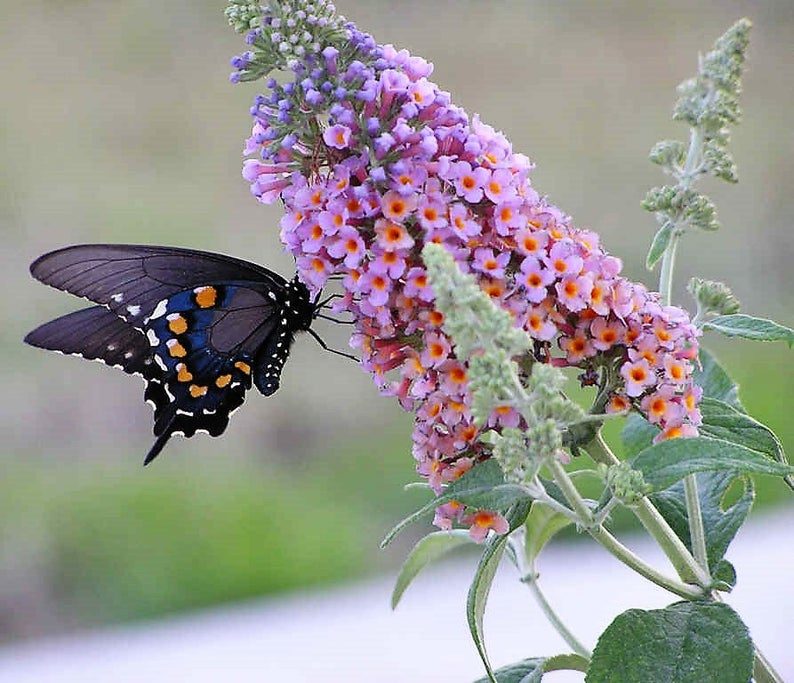 100 MIXED Colors BUTTERFLY BUSH Buddleia Davidii Flower Shrub Seeds - Image 2