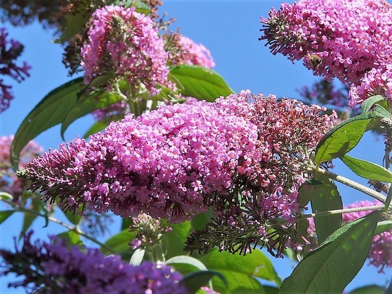 100 MIXED Colors BUTTERFLY BUSH Buddleia Davidii Flower Shrub Seeds - Image 5
