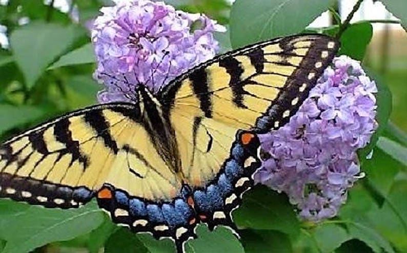 100 MIXED Colors BUTTERFLY BUSH Buddleia Davidii Flower Shrub Seeds - Image 10