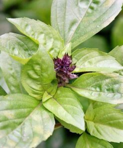 Alternative view of 1000 LICORICE BASIL Ocimum Basilicum HERB Flower Seeds