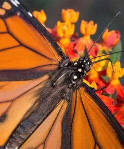 Alternative view of 100 SUNSET MILKWEED Asclepias Curassavica Scarlet Blood Flower Seeds *Comb S/H