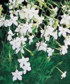 Alternative view of 100 Organic WHITE NICOTIANA Flowering TOBACCO Nicotiana Alata Seeds *Comb S/H