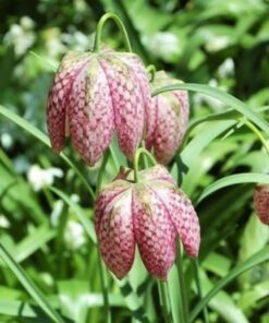 Alternative view of 10 CHECKER LILY Fritillaria Affinis Chocolate Mission Bells Flower Seeds